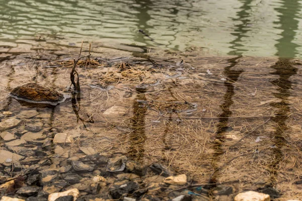 Détails Forêt Automnale Fond Naturel — Photo