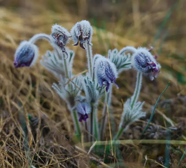 Tender Pasque Bloemen Spring Field — Stockfoto