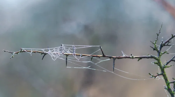 Enge Ansicht Des Spinnennetzes — Stockfoto