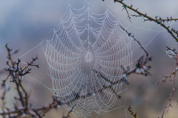 Vedere Apropiată Web Ului Păianjen — Fotografie, imagine de stoc