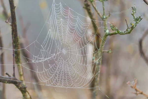 Vedere Apropiată Web Ului Păianjen — Fotografie, imagine de stoc