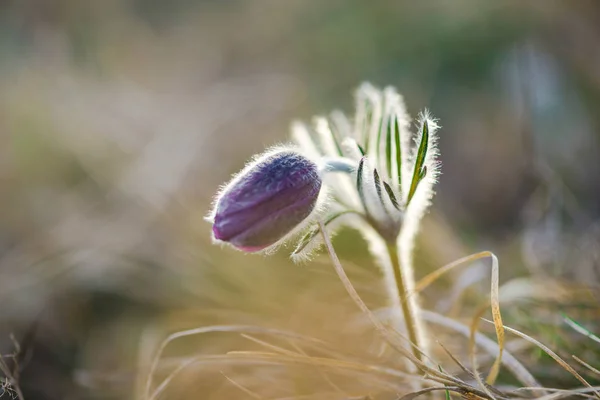 Kvetoucí Květiny Přírodní Pozadí — Stock fotografie