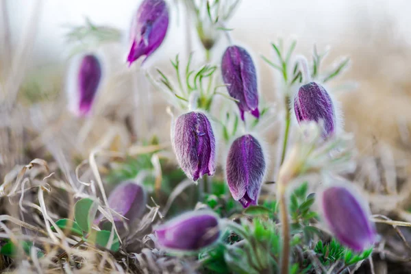 Ніжні Пастельні Квіти Весняному Полі — стокове фото