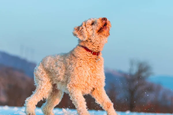 Niedlicher Pudelhund Spielt Freien Auf Schnee — Stockfoto