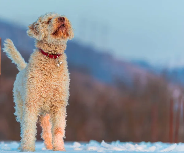 Carino Cane Barboncino Giocare All Aperto Sulla Neve — Foto Stock