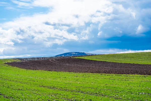 Champs Verts Lumineux Printemps — Photo