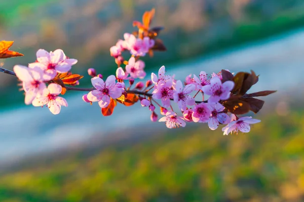 Blooming Sakura Tree Branch Close View — Stock Photo, Image