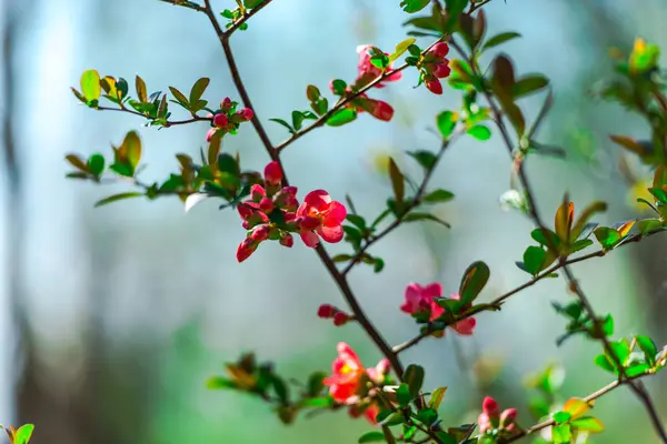 Цветущие Нежные Цветы Естественный Фон — стоковое фото