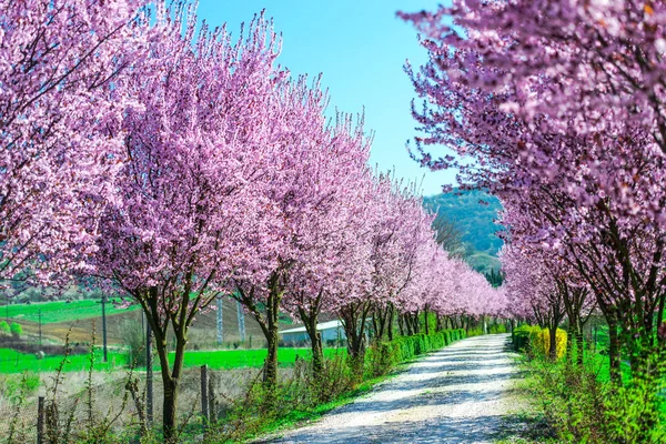 İlkbaharda çiçek açan sakura ağaçları ile Bahçe