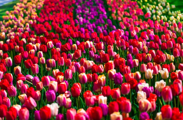 Virágágyra Növő Friss Tulipánok — Stock Fotó