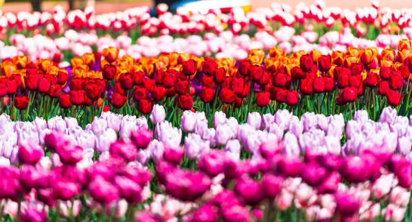 Tulipas Frescas Crescendo Canteiro Flores — Fotografia de Stock