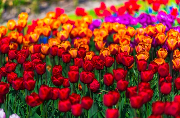 Fresh Tulips Growing Flower Bed — Stock Photo, Image
