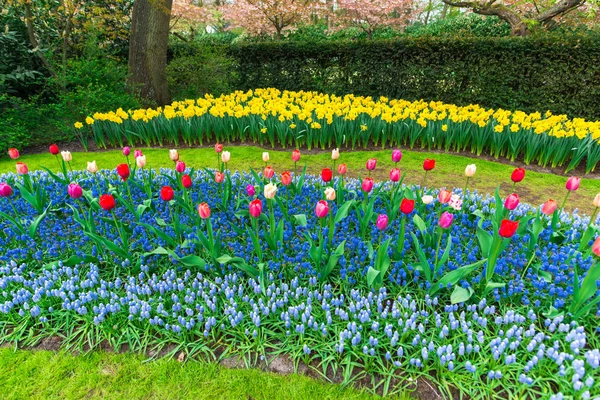 Ogród Kwitnącymi Kwiatami Wiosną Holandia — Zdjęcie stockowe
