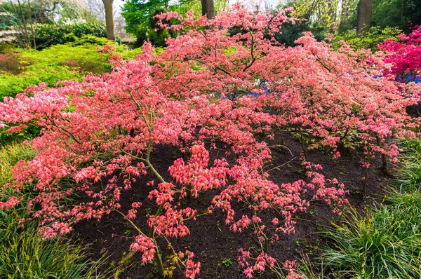 Сад Цветущими Цветами Весной Нидерланды — стоковое фото