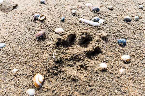 Песчаный пляж с ракушками, близкий вид
.