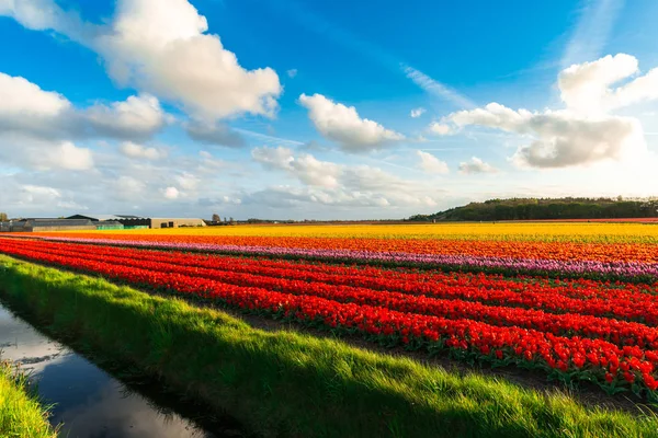 Beautiful Blue Sky Clouds Field Flowers Plantation — Stock Photo, Image