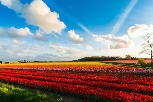 Bright Tulips Flowers Garden Plantation Countryside Netherlands — Stock Photo, Image