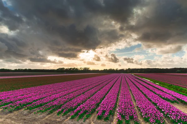 Яскраві Тюльпани Квіти Сад Плантації Сільській Місцевості Нідерланди — стокове фото