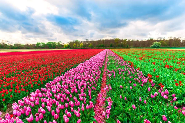 Kırsal Hollanda Parlak Lale Çiçekler Bahçe Tarlası — Stok fotoğraf