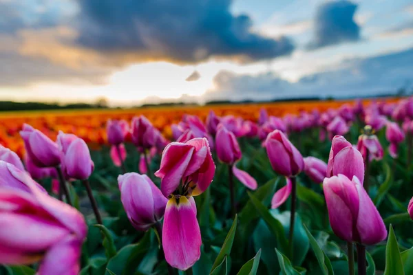 Zářivé Tulipány Květiny Zahradní Plantáže Venkově Nizozemsko — Stock fotografie