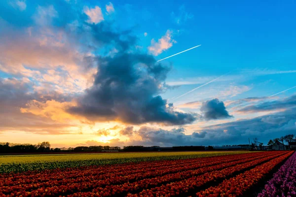 Helle Tulpen Blumen Garten Plantage Der Landschaft Niederlande — Stockfoto