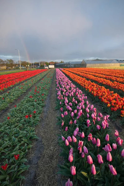 Tulipani Luminosi Piantagione Fiori Giardino Campagna Paesi Bassi — Foto Stock