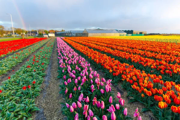 Tulipani Luminosi Piantagione Fiori Giardino Campagna Paesi Bassi — Foto Stock