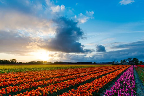 Яркие Цветники Тюльпанов Сельской Местности Нидерланды — стоковое фото