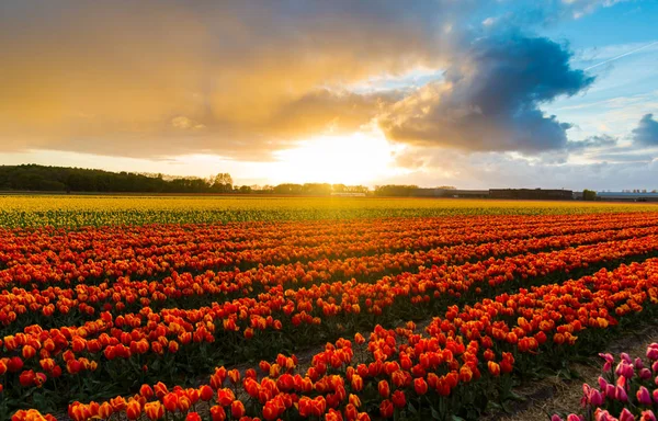 Flores Tulipas Brilhantes Plantação Jardim Campo Holanda — Fotografia de Stock