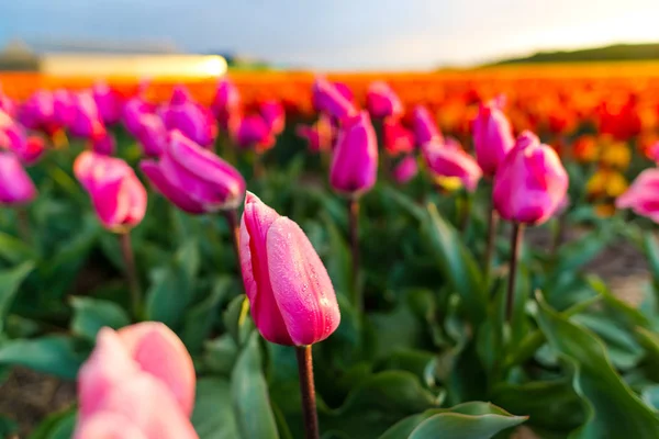 Tulipani Luminosi Piantagione Fiori Giardino Campagna Paesi Bassi — Foto Stock