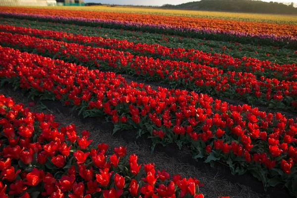 Kırsal Hollanda Parlak Lale Çiçekler Bahçe Tarlası — Stok fotoğraf