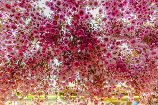 Sob Árvore Com Flores Rosa Brilhantes — Fotografia de Stock