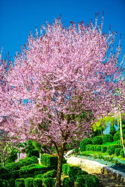 Garden Blooming Sakura Trees Spring Stock Image
