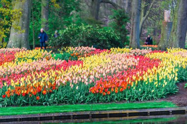 Göl, ağaçlar ve çiçeklenme taze lale çiçekler, Hollanda ile Bahçe.