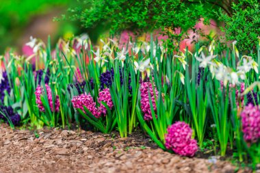 Lale çiçek yatakta parlak renkli