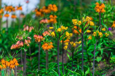 Çiçek yatağında büyüyen çiçeklerin yakın görünümü