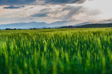 günbatımı gökyüzü ve yeşil çim alan, yatay 