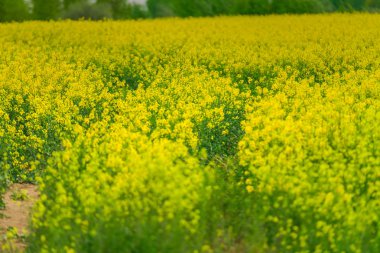Bahar mevsiminde parlak çiçek açan kolza alanı