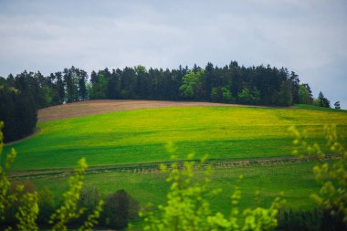 Taze alan ve ağaçlar ile kırsal manzara