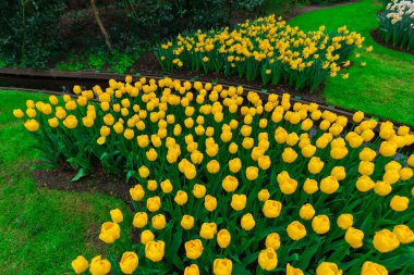 Sarı Lale çiçek alan çayırda büyüyen