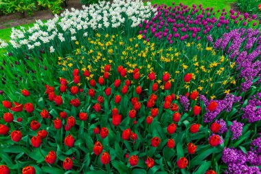 renkli büyüyen Lale çiçek alan çayırda