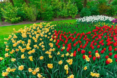 renkli büyüyen Lale çiçek alan çayırda