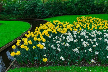 Çiçek yatağında büyüyen çiçeklerin yakın görünümü