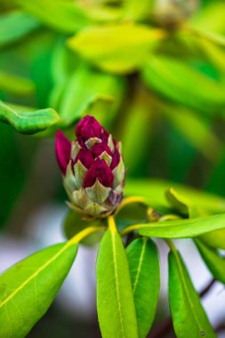 Çiçek yatağında büyüyen çiçeklerin yakın görünümü