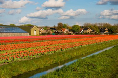 Lale çiçek alan çayırda büyüyen kırmızı