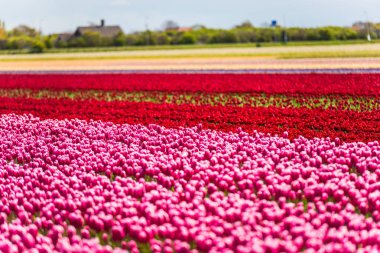 pembe büyüyen Lale çiçek alan çayırda