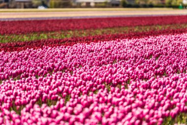 pembe büyüyen Lale çiçek alan çayırda