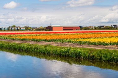 Sarı Lale çiçek alan çayırda büyüyen