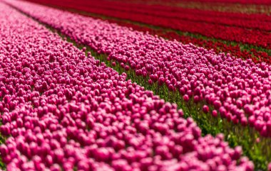 tarlada taze bahar lale çiçekler büyüyen pembe 