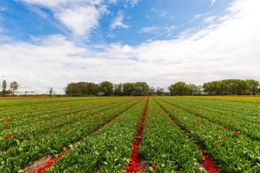 Lale çiçek alan çayırda büyüyen kırmızı